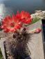 Preview: Echinocereus coccineus